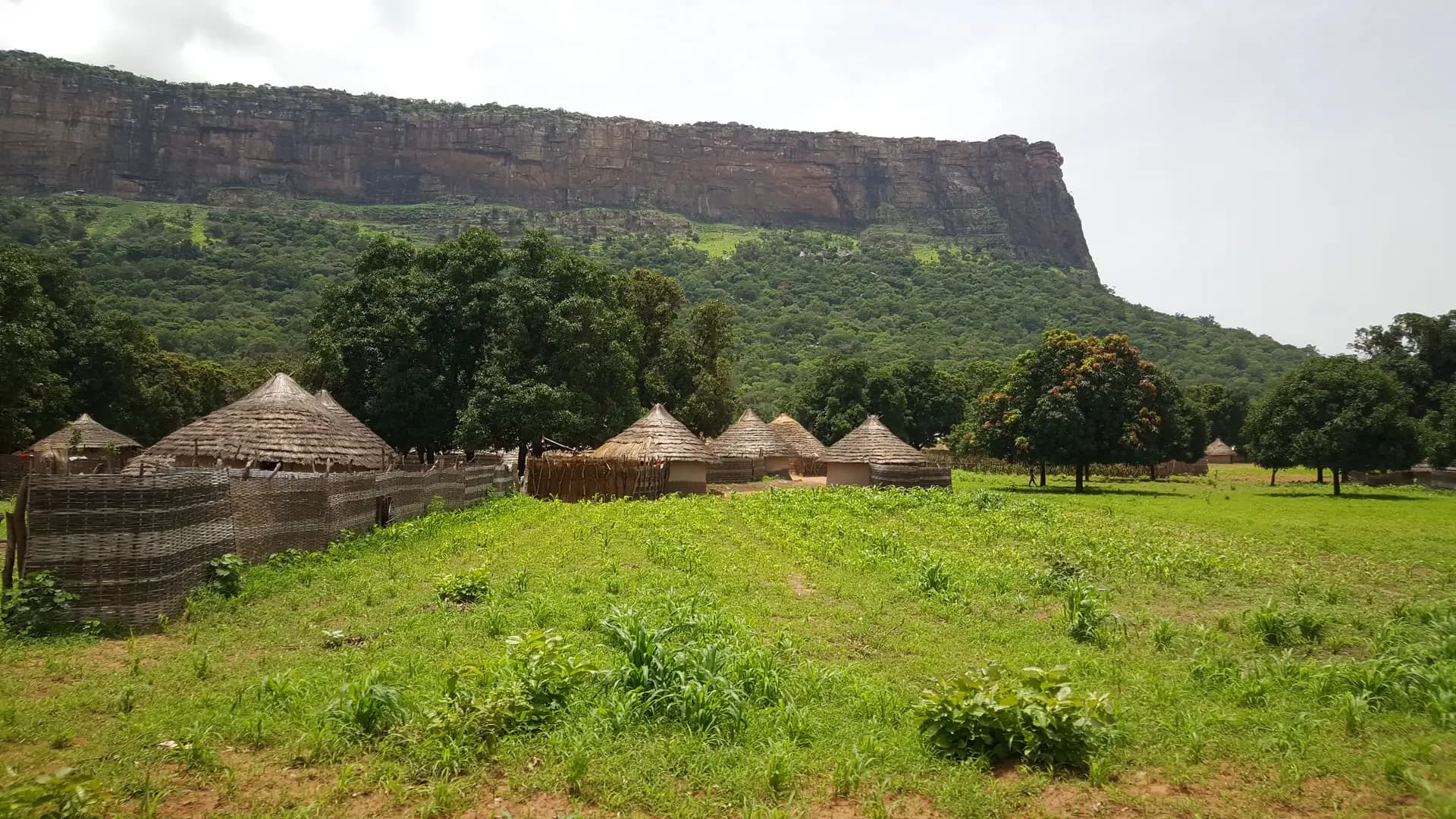 guinea_1.webp